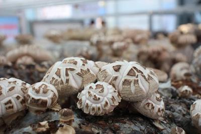 青山绿水间，一朵菇的绿色蝶变