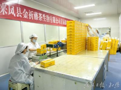 一叶“藤”飞香天下 ——来凤县推动藤茶产业高质量发展纪实