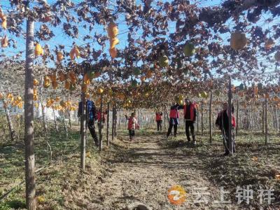 客店镇南庄村：志愿红助力瓜蒌采收