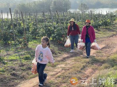 湖北钟祥：长寿泉水柑喜迎丰收 田园采摘游乐满深秋