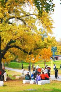 文旅融合绽新颜 | 千年银杏谷激活旅游发展新动能