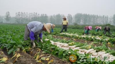 湖北钟祥：做大“菜篮子” 鼓起“钱袋子”