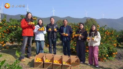 张集镇徐家湾村：柑橘产业“金果子”鼓起集体“钱袋子”#湖北钟祥#张集柑橘