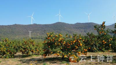 湖北钟祥：柑橘产业“金果子” 鼓起集体“钱袋子”