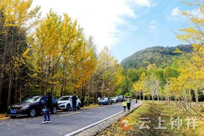 湖北钟祥：银杏披金甲 游客醉秋光