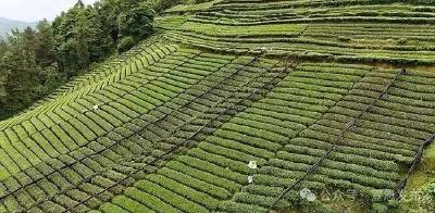 23万亩茶园50亿元产值，宣恩茶成为增收致富的好产业