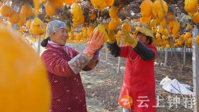 湖北钟祥：大柴湖瓜蒌产业喜获丰收