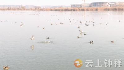 湖北钟祥：莫愁湖国家湿地公园迎候鸟迁徙高峰 生态修复绘就“人鸟共生”画卷