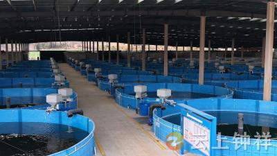 逐梦深蓝 钟祥虹鳟鱼游进“陆海接力”养殖链