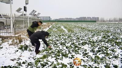 湖北钟祥：农技专家一线“开方” 主动应对低温冰冻天气