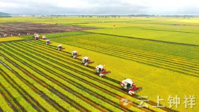 湖北钟祥：科技赋能筑牢现代农业根基