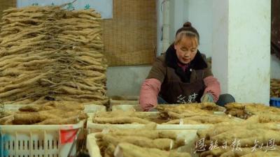 山药产业的“链”式跃进