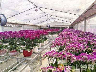 “福蝶”迎春！钟祥柴湖数万株蝴蝶兰绽放“美丽经济”