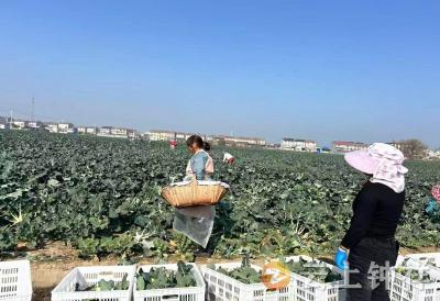 【接您回家·返乡季】“绿菜花”变“致富花”——柴湖镇新联村西兰花开出乡村振兴好前景