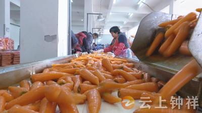 钟祥：蔬菜合作社 春节销售旺