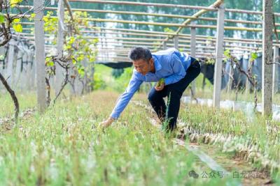 十年前，我们种下的树——这抹跨越时光的绿是对保护长江的铿锵回答