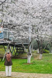 武汉樱花“打擂台”，欢迎大家来投票
