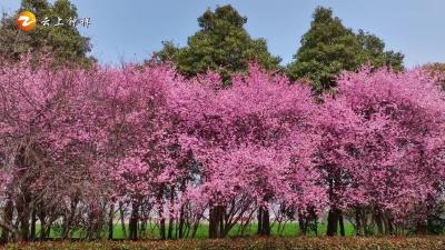 花漾钟祥·春满寿乡（三）钟祥、东桥、盘石岭