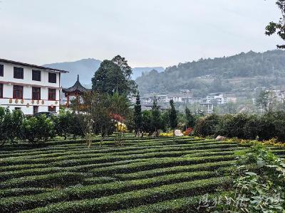 茶山上的亲戚们