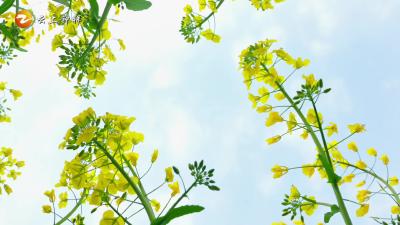 花漾钟祥·春满寿乡（一）