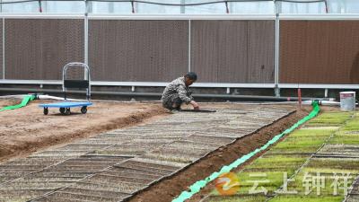 湖北钟祥：科技赋能“慧”育秧 流水线里“长”出新质生产力