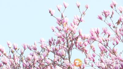 湖北钟祥：春来花似锦 满城春意浓