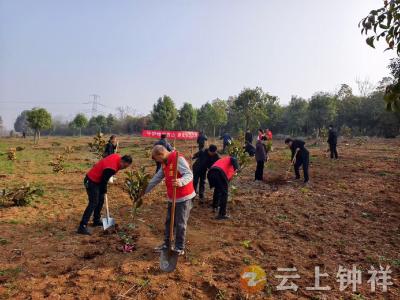 九里回族乡：1800株新绿扎根九里 民族乡绘就宜居新画卷 