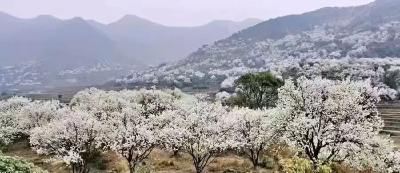 打卡“千亩李花雪”，遇见利川最美的春天→