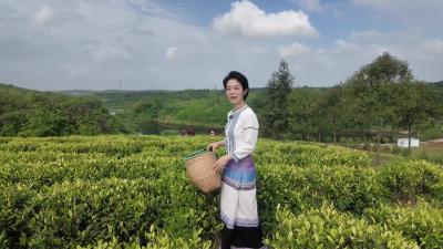 湖北钟祥：九里回乡风光美，金家岭上茶飘香