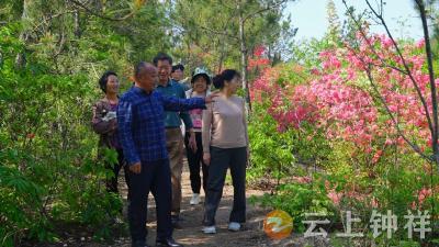 客店镇赏花路线 映山红开迎客来