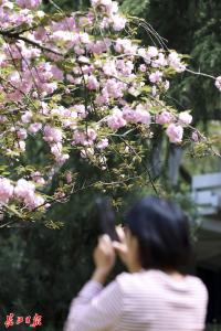 清明假日，湖北省旅游产品搜索热度环比增长超180%，武汉稳居春游“C位”