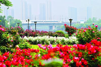 樱花之后，武汉多种春花接档，武汉公园绣出“开不尽”的春之卷