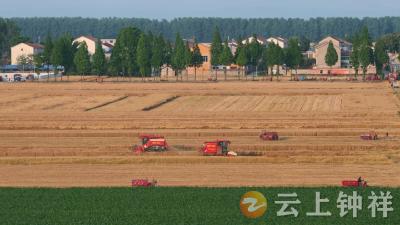 抢收小麦71.3万亩、油菜61.6万亩 钟祥市打响夏收保卫战