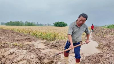 雨下得急，人动得更快：襄阳干群48小时“抢粮记”