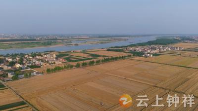 钟祥：与风雨赛跑 麦田升起“小太阳”