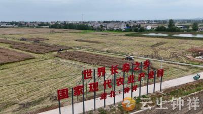 钟祥油菜“抗湿播种”示范片实收测产 平均亩产达212.86公斤