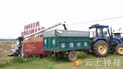 湖北钟祥：抢晴收粮 颗粒归仓