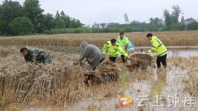 湖北钟祥：眼看麦子就要烂在田里，暖心的一幕发生了