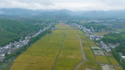 一杯茶里“叙”出的和谐曲——通城县塘湖镇龙印村“舒心角”里的乡村治理故事