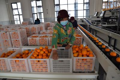 阳新引进自动化分拣线助推柑橘产业发展