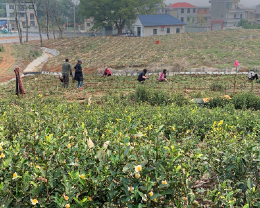 黄石阳新：太平茶园补植忙