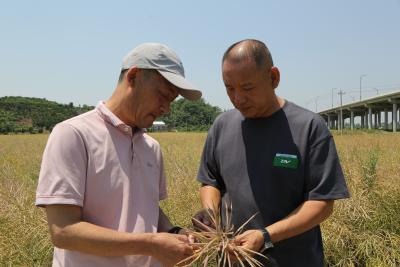 黄石阳新：油菜分段式收割 绘出34.7万亩金色丰收长卷