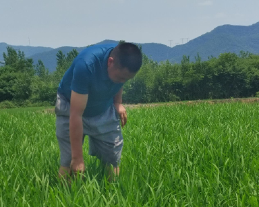 阳新种粮大户贾建成：让荒田变“金田”
