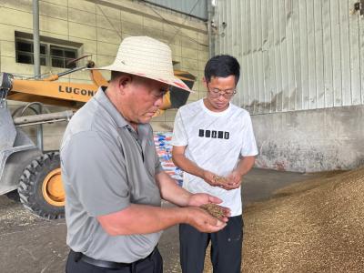 黄石阳新夏粮喜获丰收  “十万元户”引领乡村致富潮