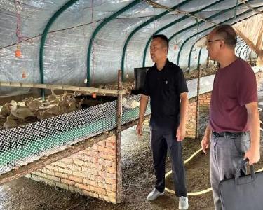 黄石阳新：一片桑叶藏“玄机”  屯鸟养殖添“钱”景