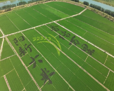 湖北阳新：良种引领稻香路，全链绘就丰收图