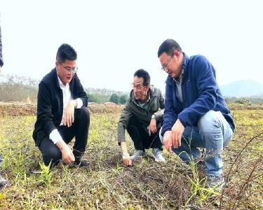 黄石阳新：8万亩酸化耕地“焕新升级” 良田铺就丰收路