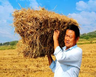 黄石阳新：点“草”成金 绘就生态富民新图景