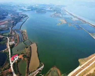 黄石阳新：“蟹老板” 的生态致富经