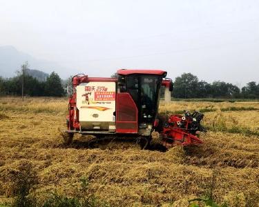 黄石阳新：秋粮抢收按下“加速键” 稳稳托住农户“粮袋子”